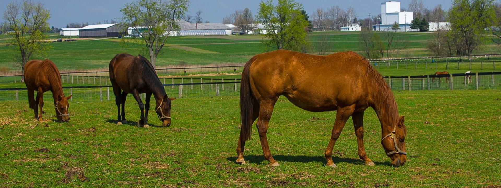 University of Kentucky College of Agriculture, Food and Environment facebook cover horses 1919 723