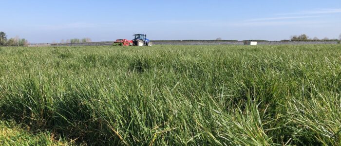 "The fields are heavy with ripening grain...” -- Virgil, 'Georgics, Book1" 29 BCE