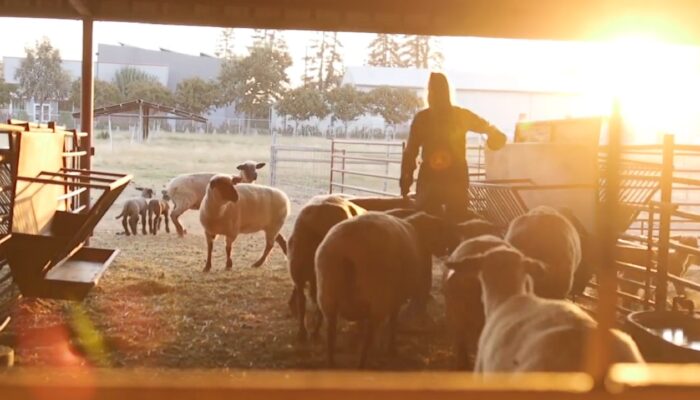 Sunday, Animal, Farm, Agri august