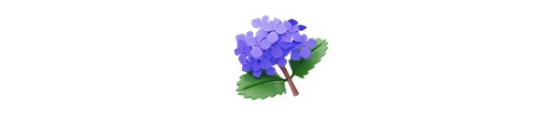 Annabelle Hydrangea